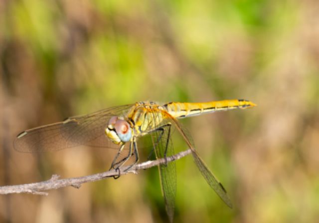 Libellula da id: Sympetrum fonscolombii